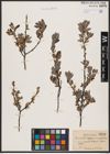 Foto von Salix aurita L. x Salix lapponum L. x Salix myrtilloides L.